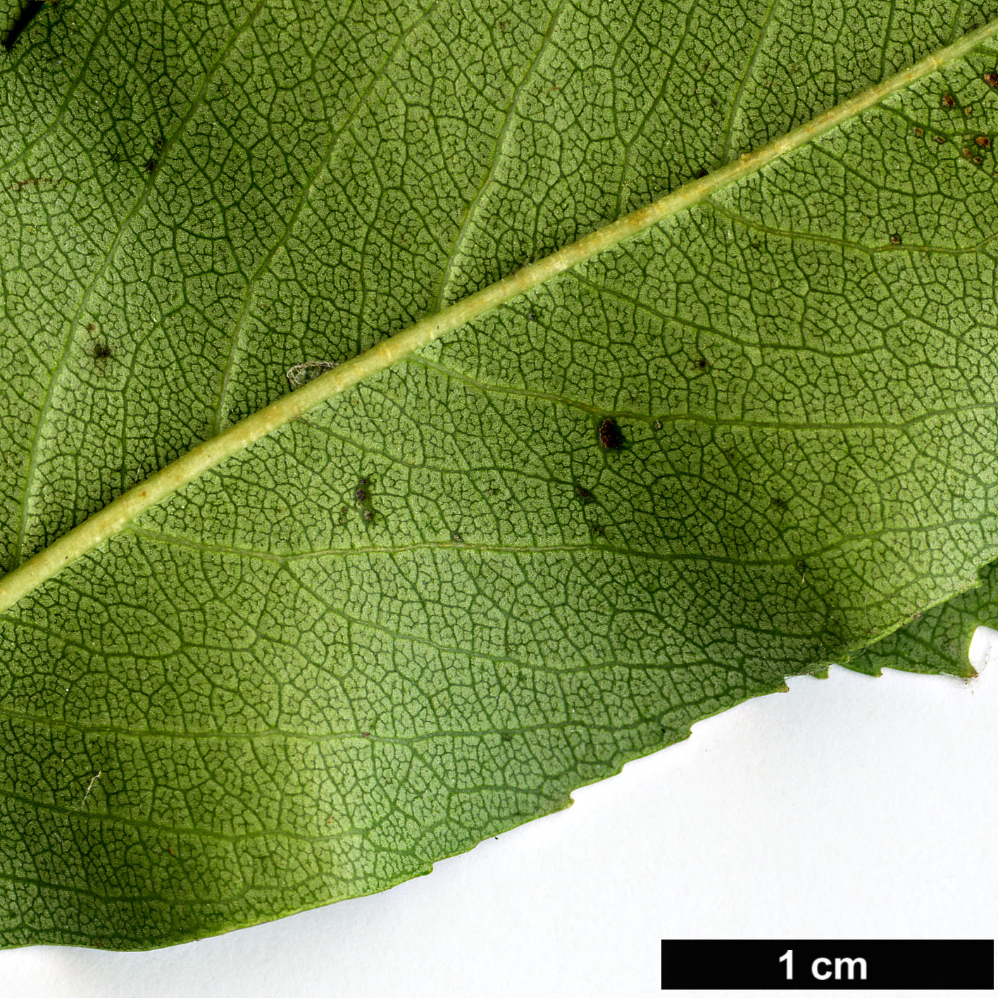 High resolution image: Family: Rosaceae - Genus: Crataegus - Taxon: crus-galli - SpeciesSub: var. pyracanthifolia